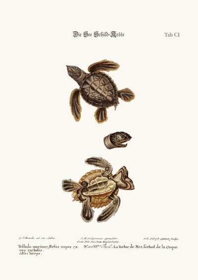 The Sea-Tortoise by George Edwards